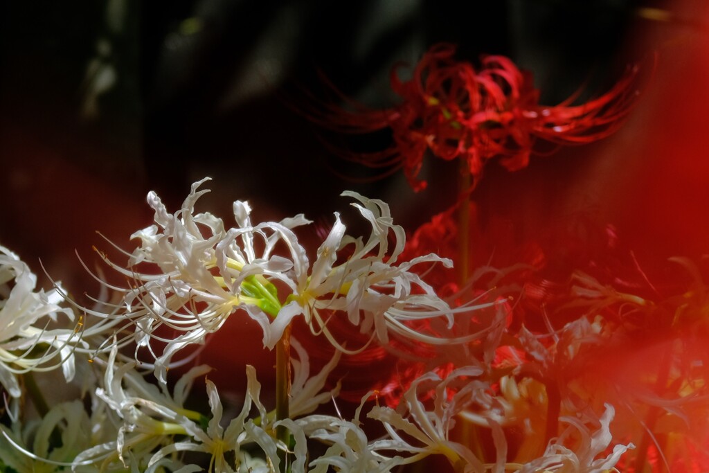 散歩の途中で。１