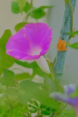 散歩の途中で。Ⅳ