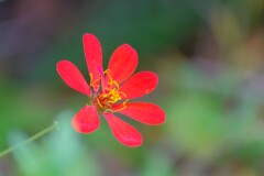 散歩の途中で。⑤