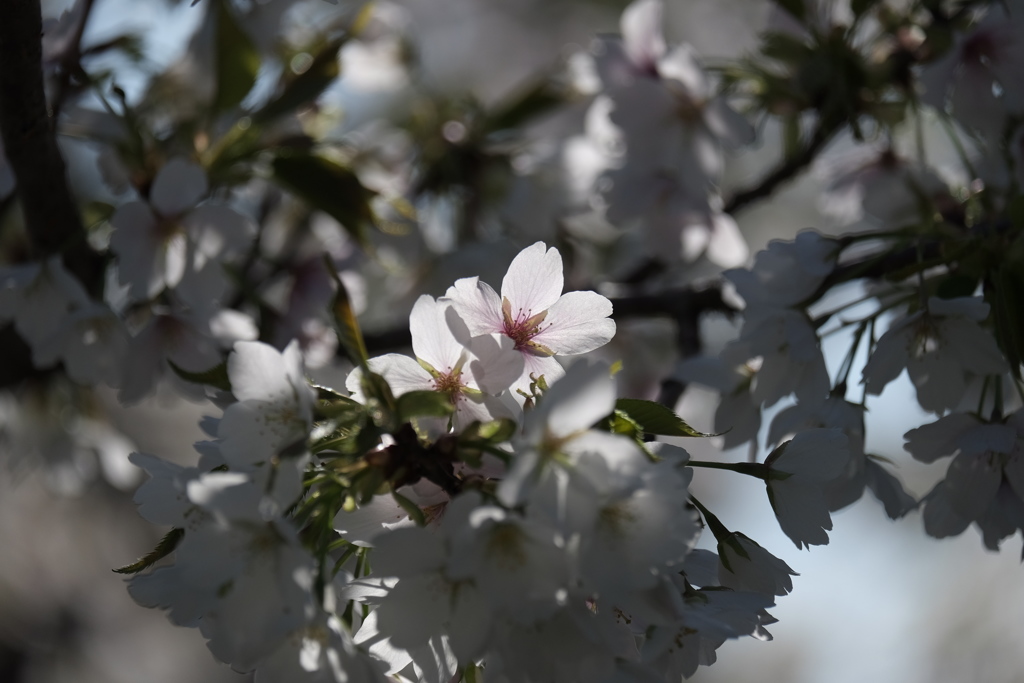 大島桜