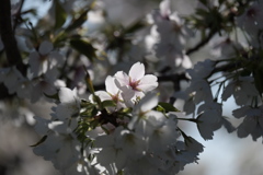 大島桜
