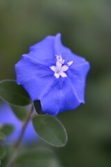 アメリカブルー