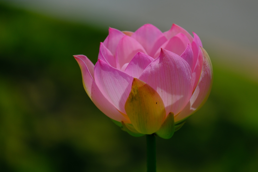 散歩の途中で。④