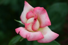 薔薇-4