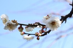 梅-3