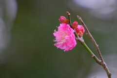 散歩の途中で。①