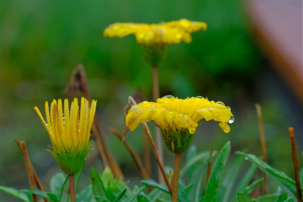 散歩の途中で。３