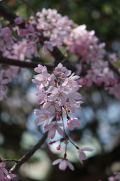 枝垂桜