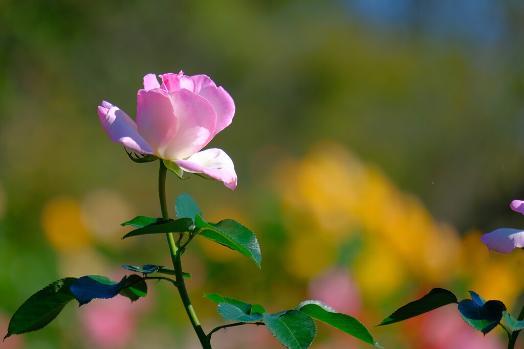 散歩の途中で。⑨