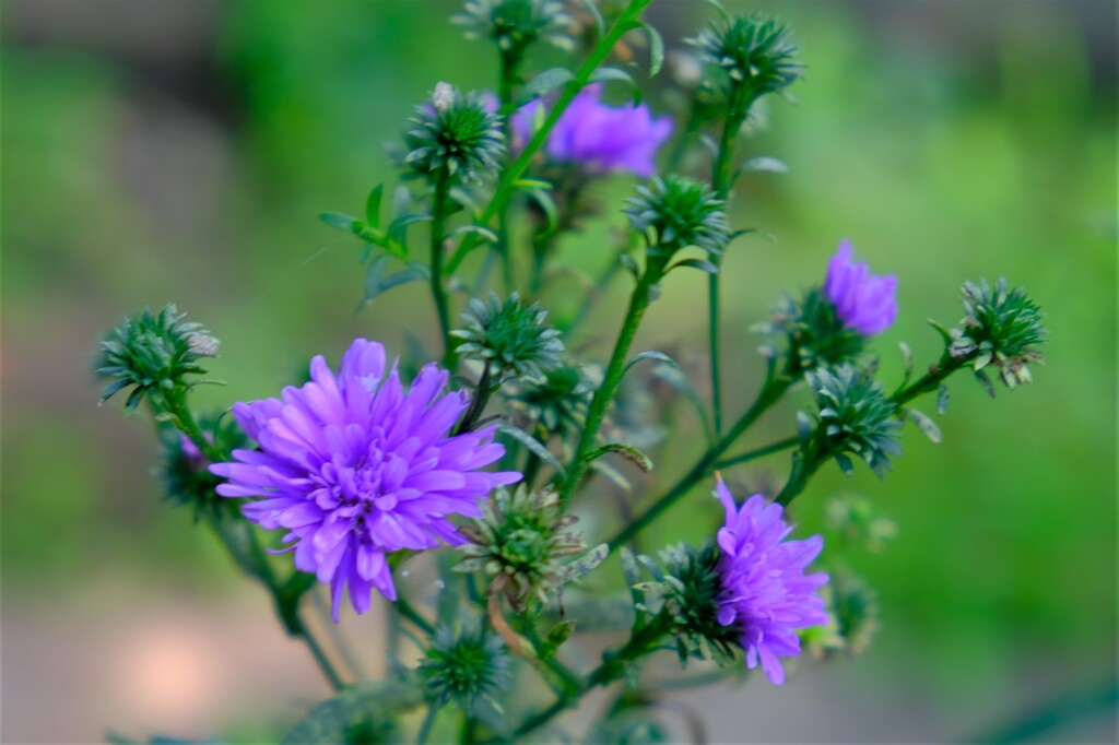 散歩の途中で。⑦