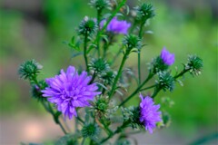 散歩の途中で。⑦