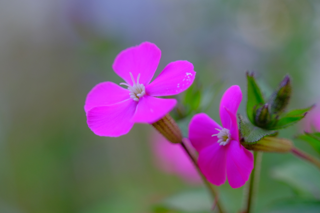 散歩の途中で。Ⅹ