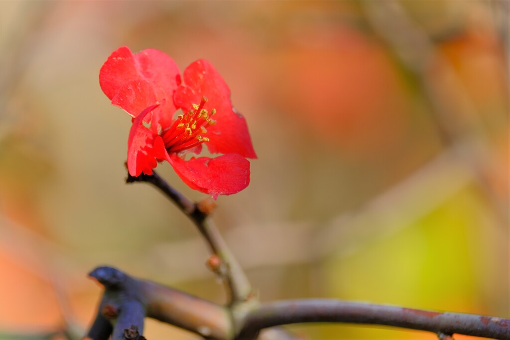 散歩の途中で。5