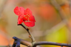 散歩の途中で。5