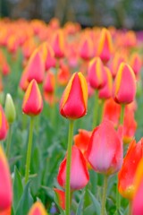 散歩の途中で。10