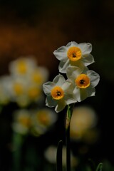 散歩の途中で、Ⅴ