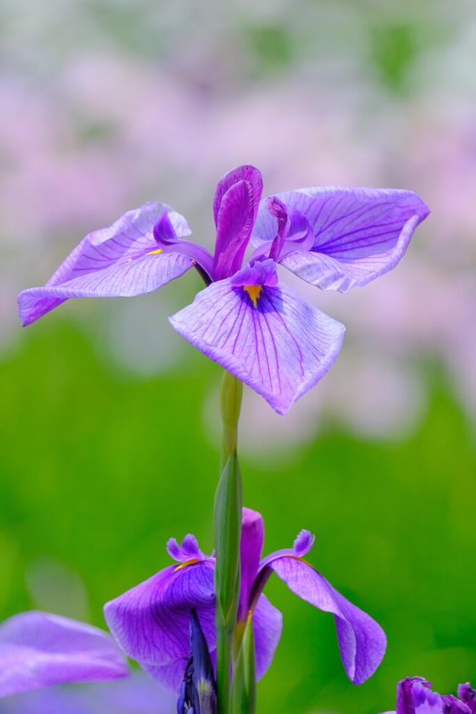 散歩の途中で。②