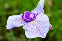 花菖蒲（２）