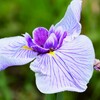 花菖蒲（２）