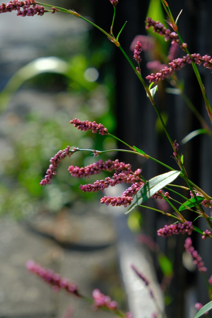 散歩の途中で。Ⅳ