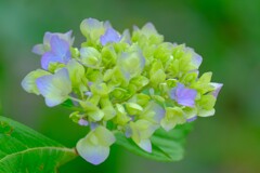 アジサイ（５）