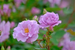 散歩の途中で。（１１）