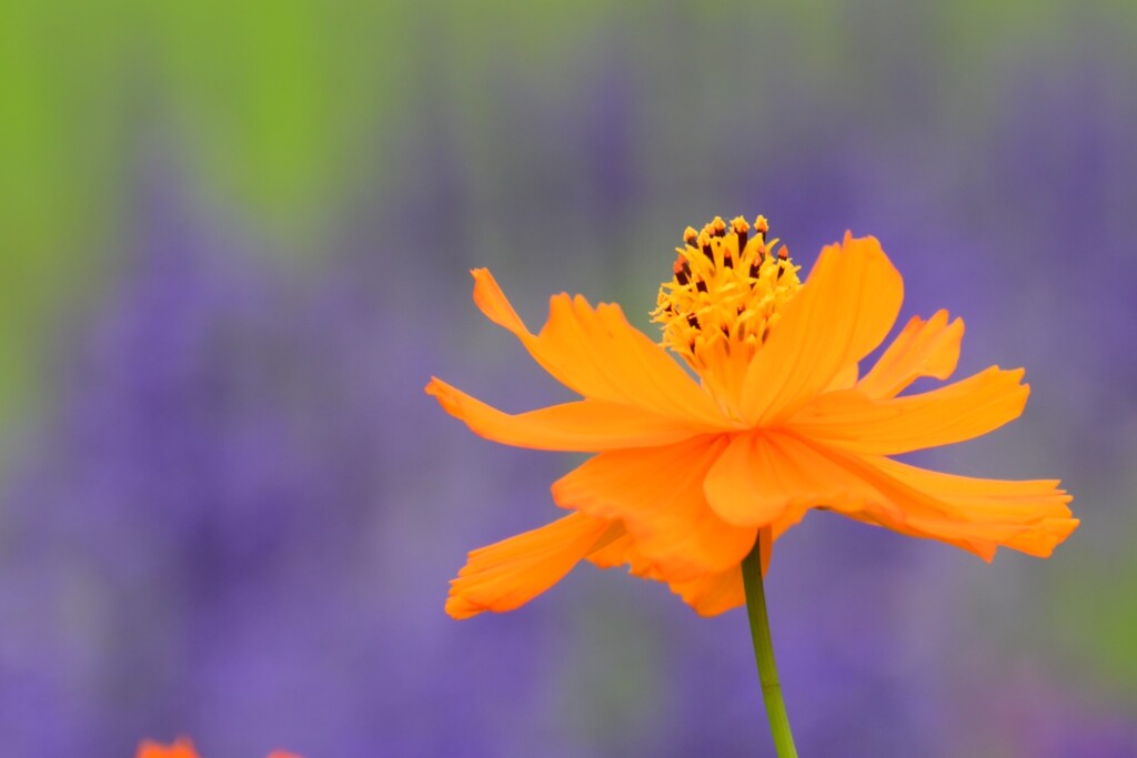 キバナコスモス