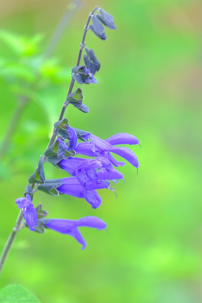 散歩の途中で。８