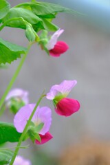 散歩の途中で。③