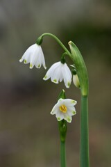 スノーフレーク-3