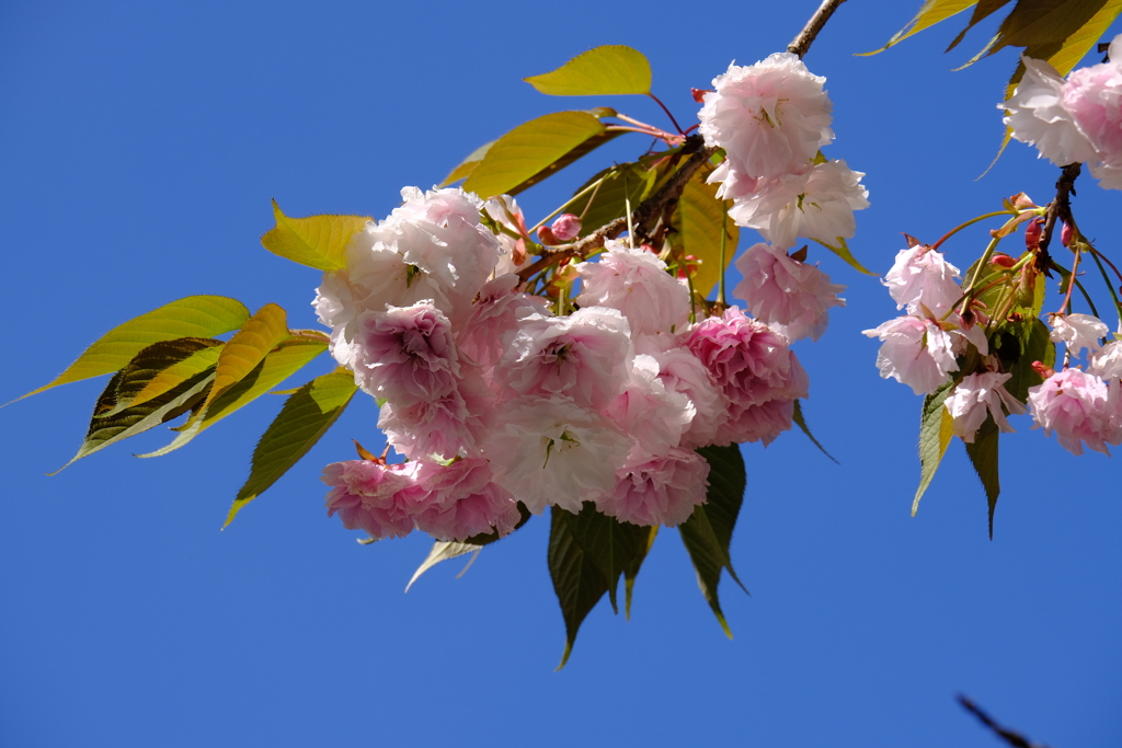 八重桜