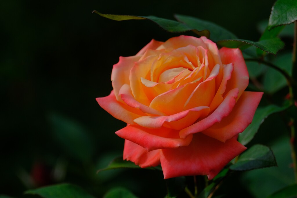 散歩の途中で、3