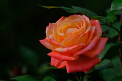 散歩の途中で、3