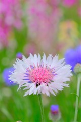 散歩の途中で。Ⅶ