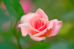 散歩の途中で。Ⅳ