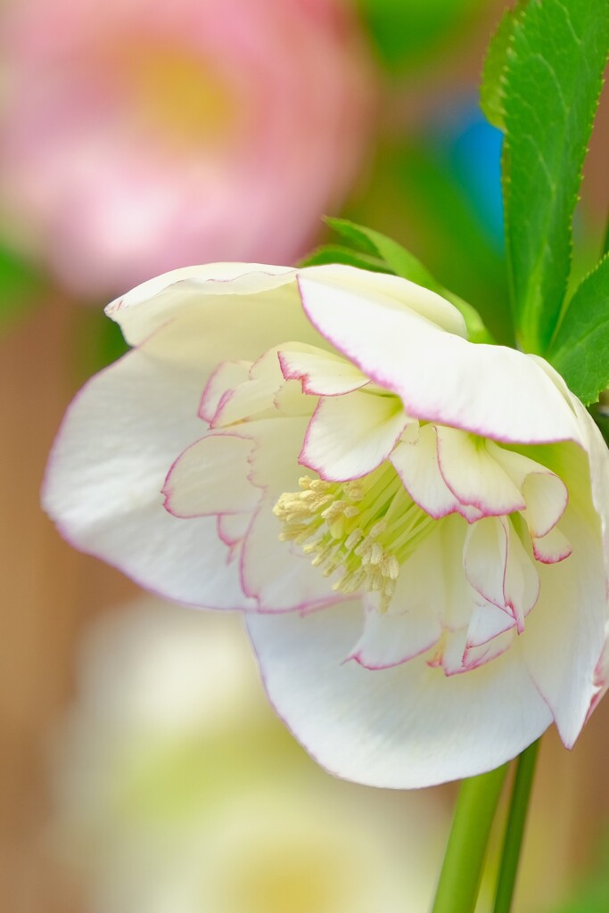 クリスマスローズ（３）