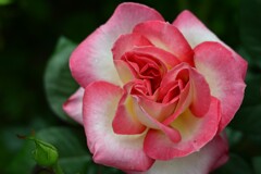 薔薇-5