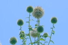 散歩の途中で。