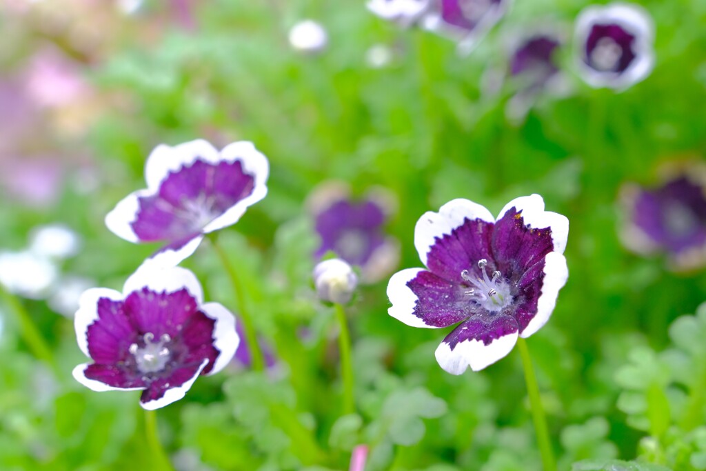 散歩の途中で。4