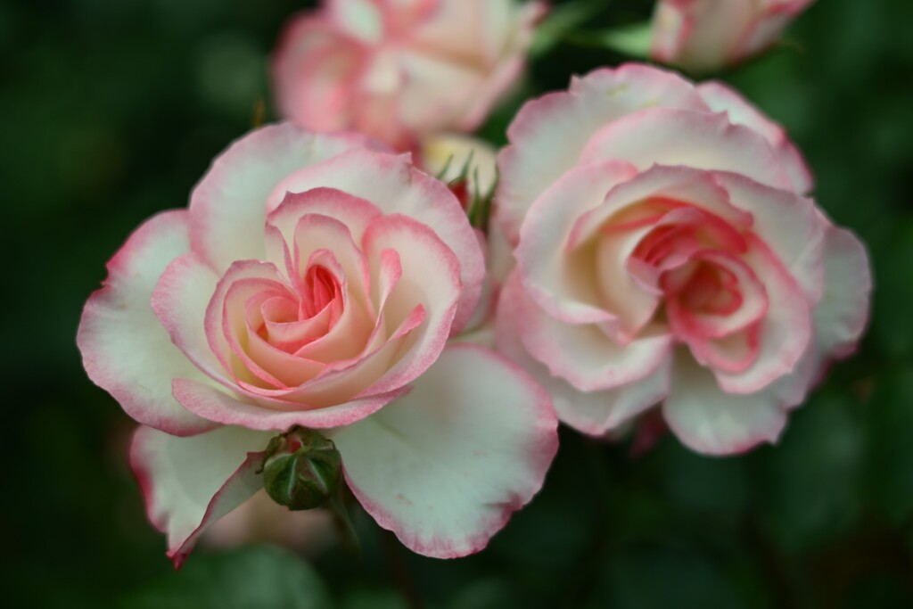 薔薇-9