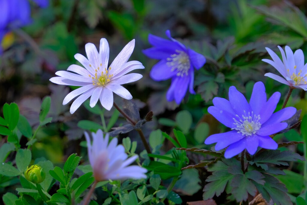 散歩の途中で。④