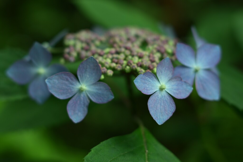 紫陽花