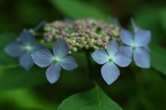 紫陽花