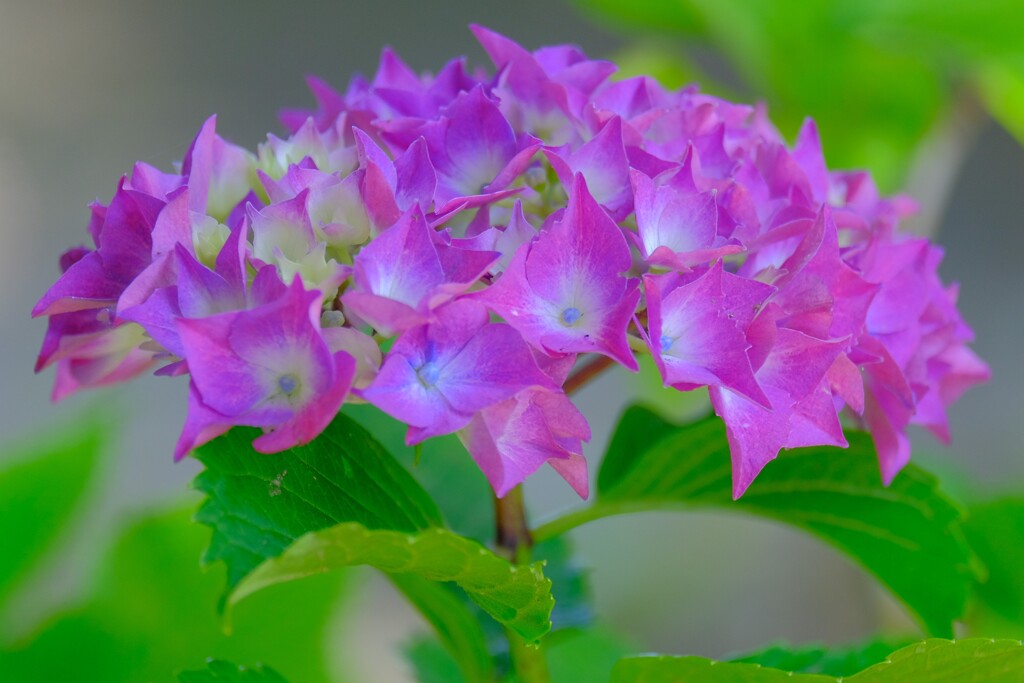 紫陽花（３）