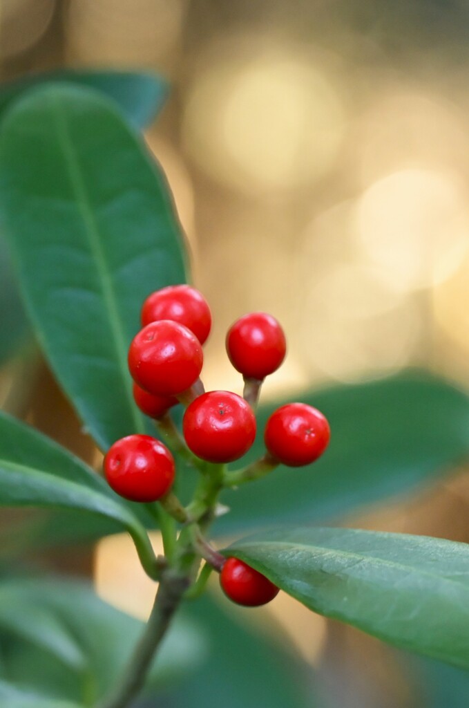 ミヤマシキミの実