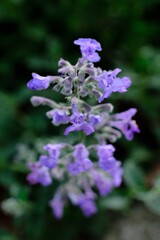 散歩の途中で。⑥