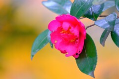 散歩の途中で。Ⅵ