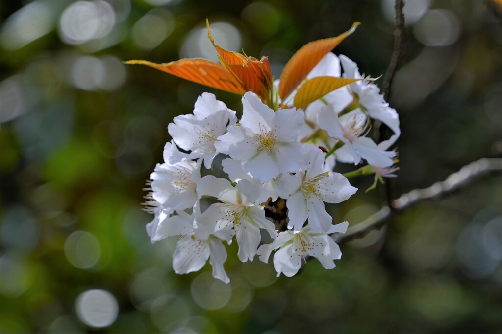 散歩の途中で。⑤