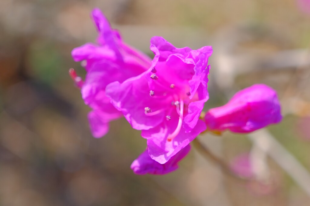 散歩の途中で。4