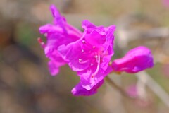 散歩の途中で。4